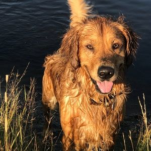 Meet your Posher, Shaya